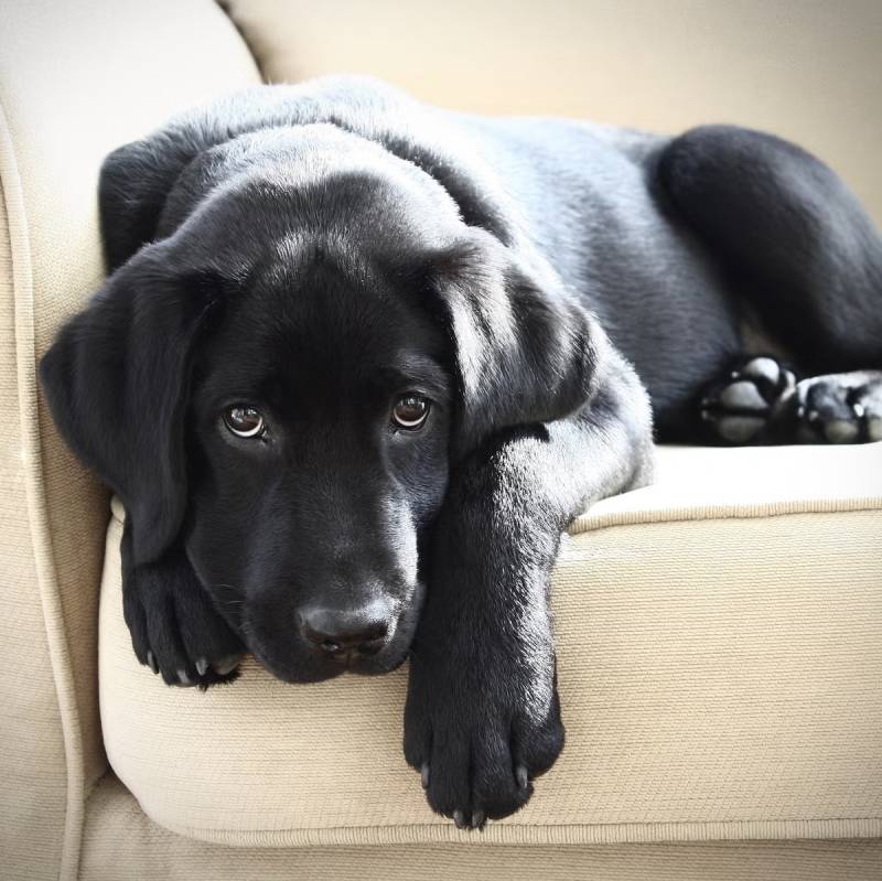 Các tình huống đặc biệt khác khi mơ thấy chó đen