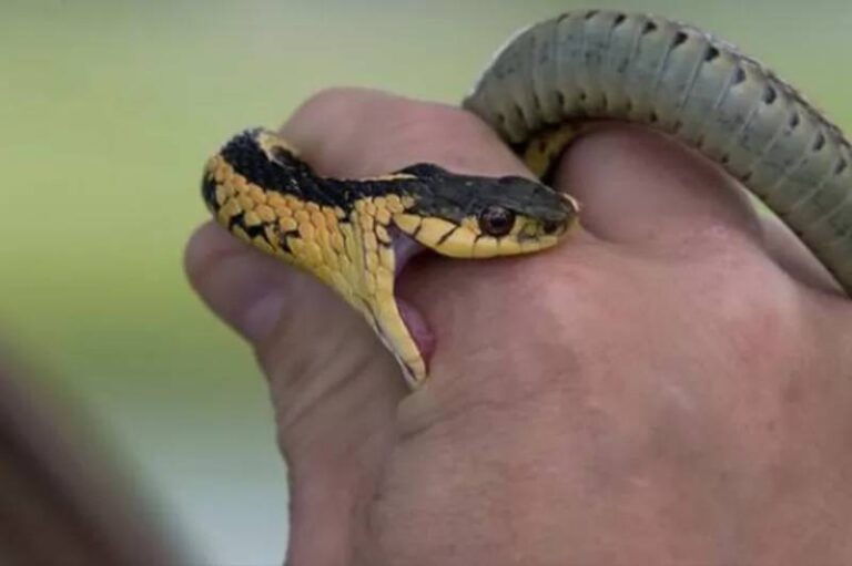 Mơ Thấy Rắn Cắn Đánh Con Gì? Giải Mã Chi Tiết Giấc Mơ 54 Mo Thay Ran Can Danh Con Gi Giai Ma Chi Tiet Giac Mo