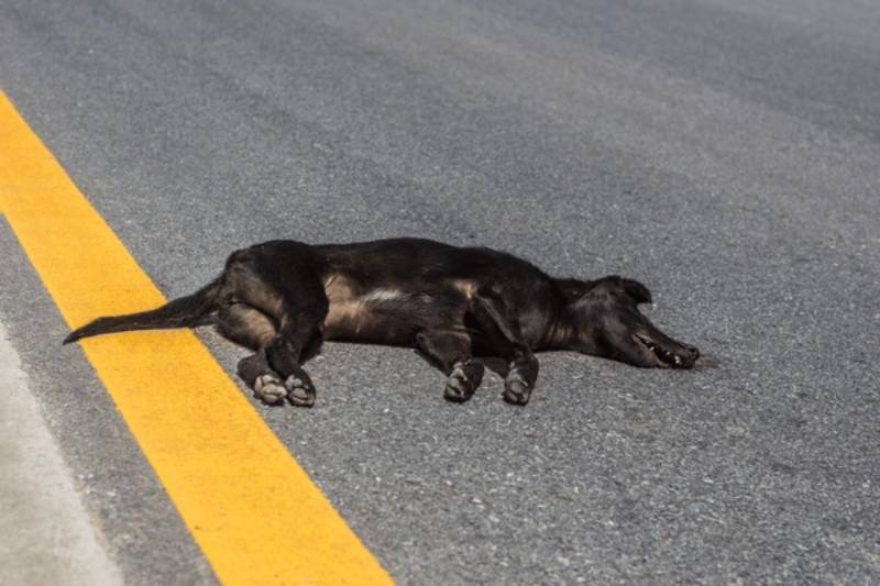 Mơ thấy chó đen chết hoặc bị giết – nên đánh số mấy?