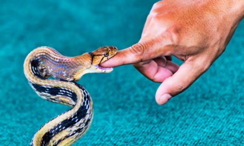 Mơ thấy rắn cắn mang ý nghĩa tâm linh gì?